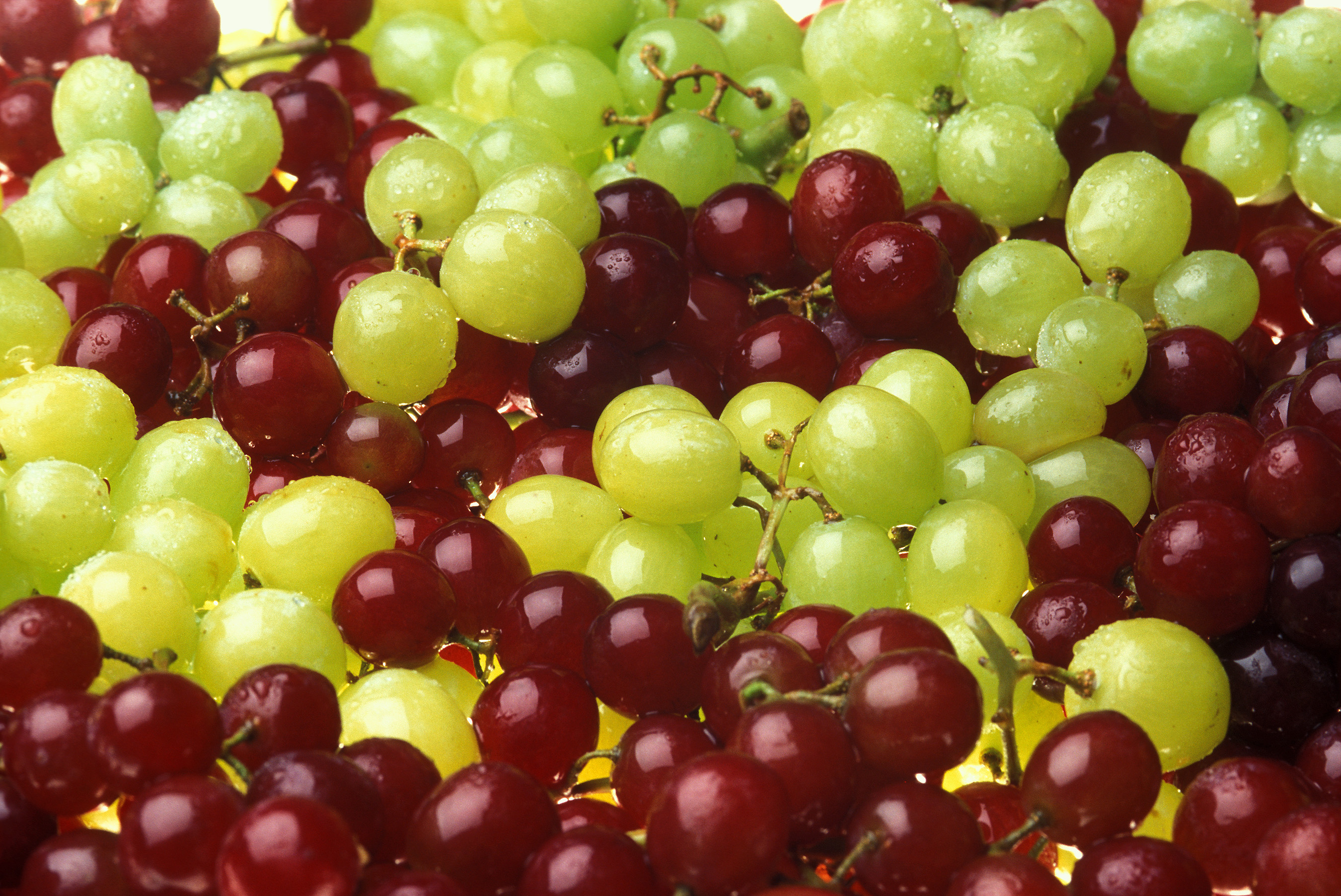 File:Grapes 012.jpg - The Work of God's Children