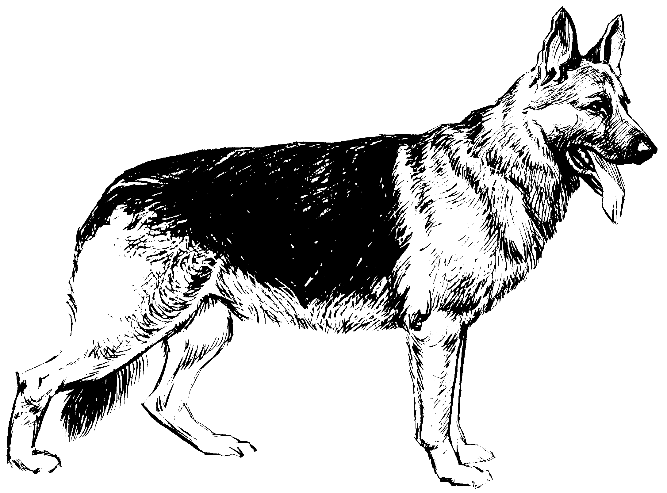 File:German Shepherd (PSF).png - The Work of God's Children