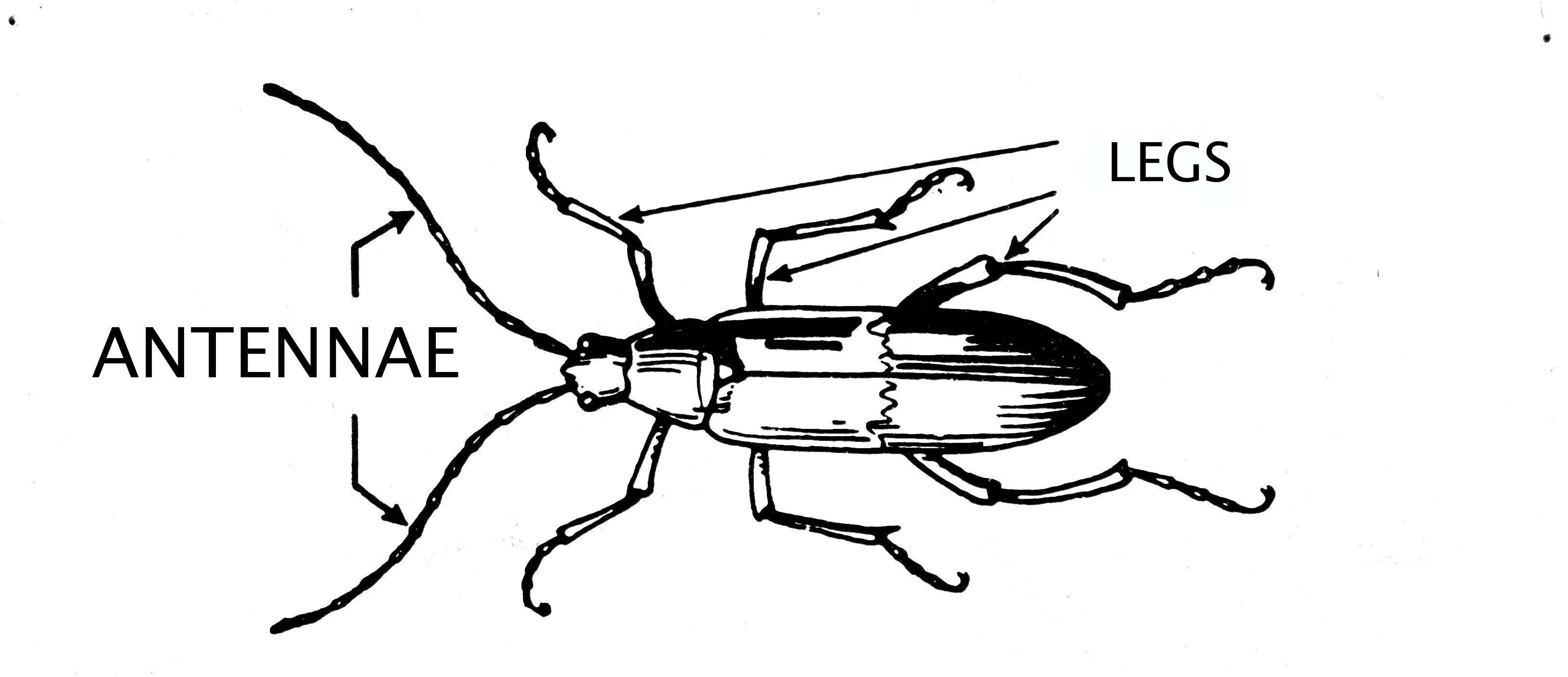 File:Antennae (Insect) 001.png - The Work of God's Children