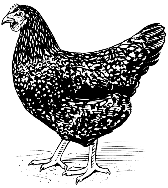 File:fowl (psf).png - The Work Of God's Children