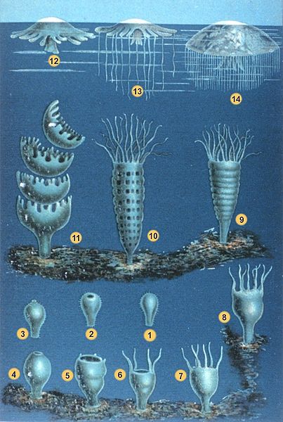 file-life-cycle-of-scyphozoans-jellyfish-001-jpg-the-work-of-god-s